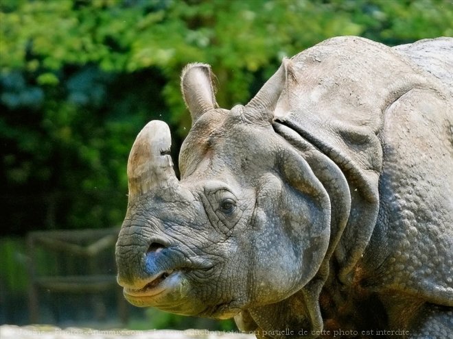 Photo de Rhinocros