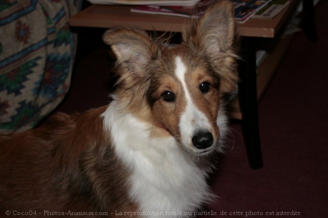 Photo de Chien de berger des shetland