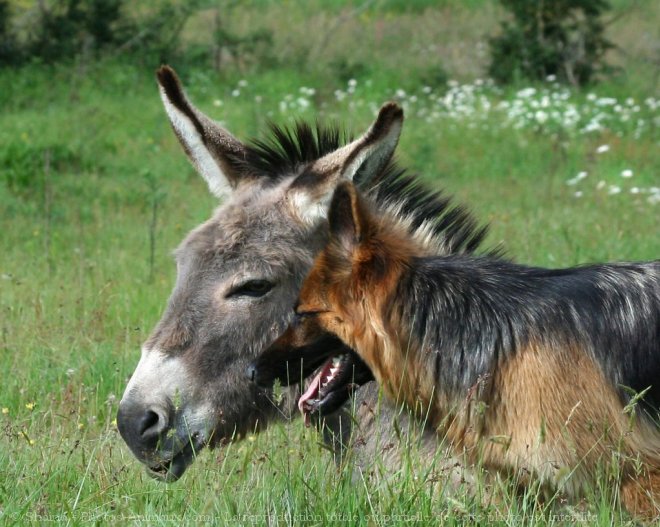 Photo de Berger allemand  poil court