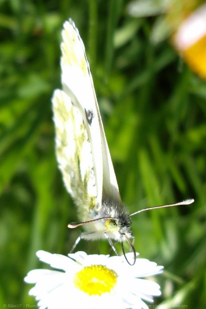 Photo de Papillon