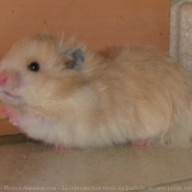 Photo de Hamster