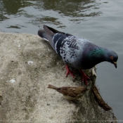 Photo de Pigeon