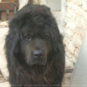 Photo de Chien de terre-neuve