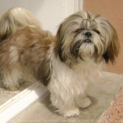 Photo de Shih tzu