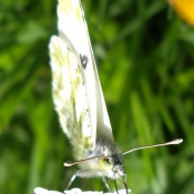 Photo de Papillon