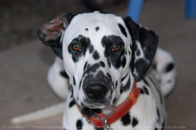 Photo de Dalmatien