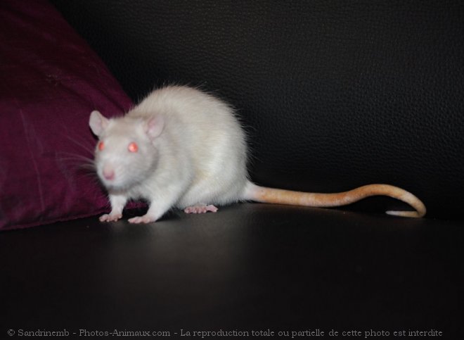 Photo de Rat