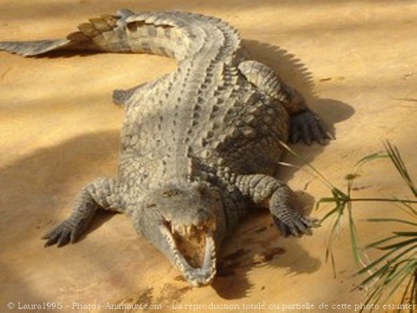 Photo de Crocodile