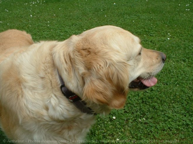 Photo de Golden retriever