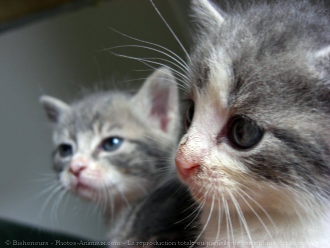 Photo de Chat domestique