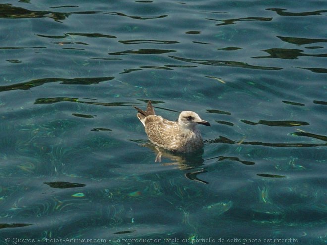 Photo de Mouette