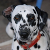 Photo de Dalmatien