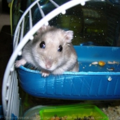 Photo de Hamster