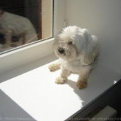 Photo de Bichon maltais