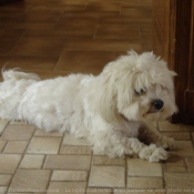 Photo de Bichon maltais