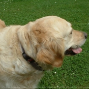 Photo de Golden retriever