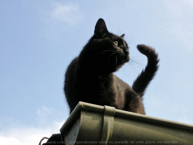 Photo de Chat domestique