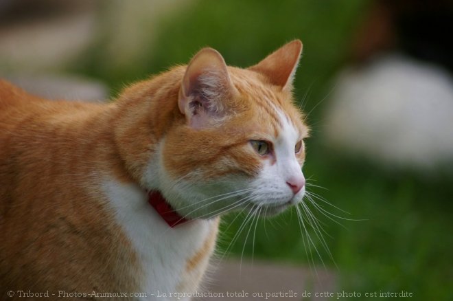 Photo de Chat domestique