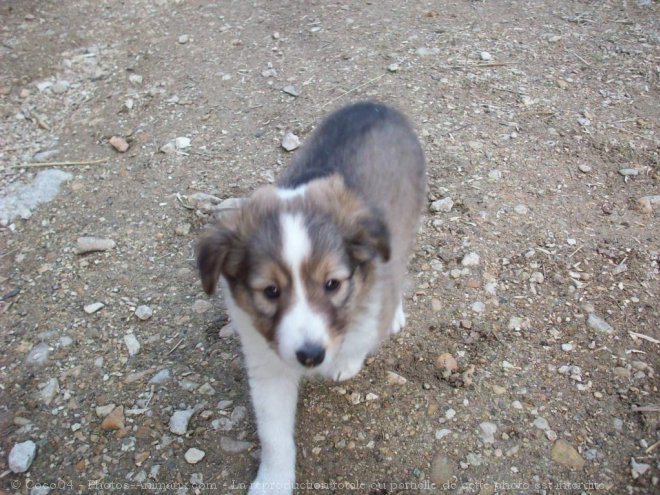 Photo de Chien de berger des shetland