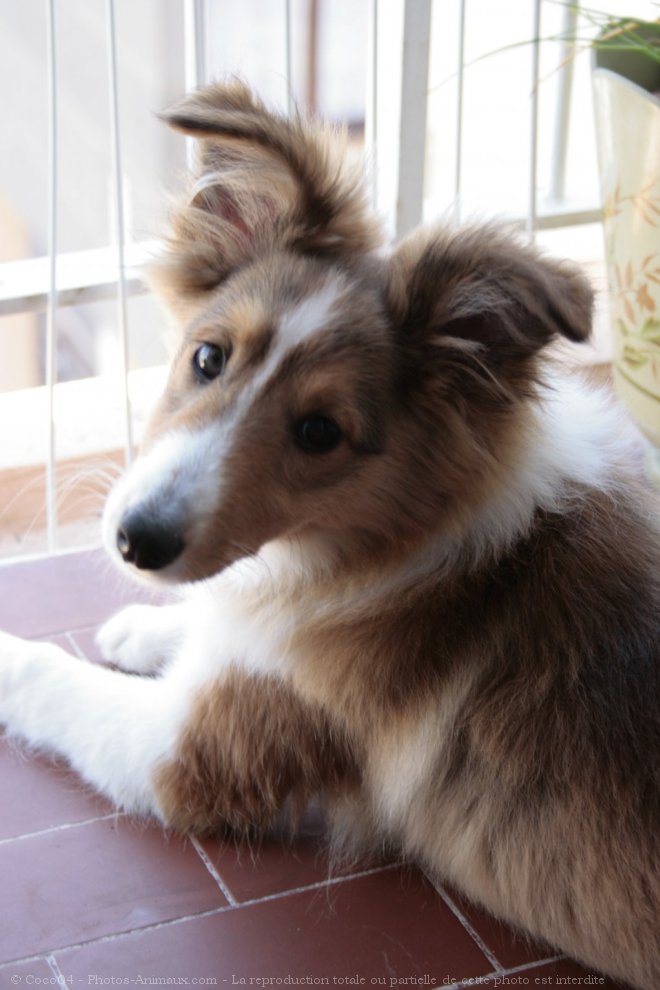 Photo de Chien de berger des shetland