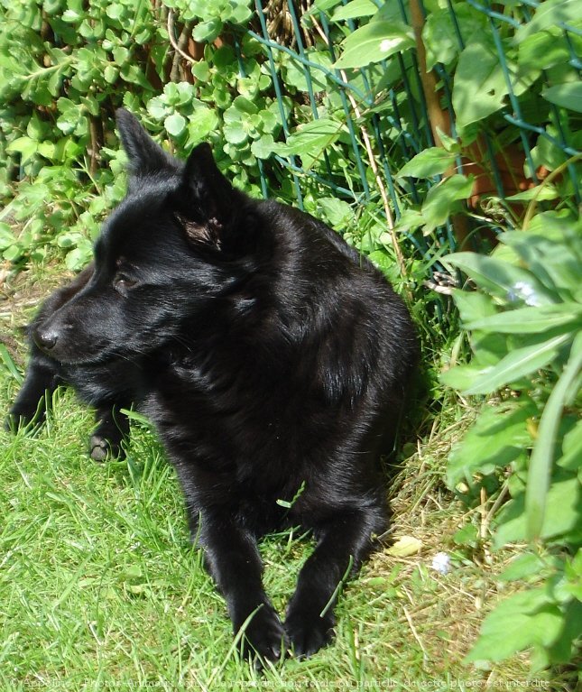 Photo de Schipperke