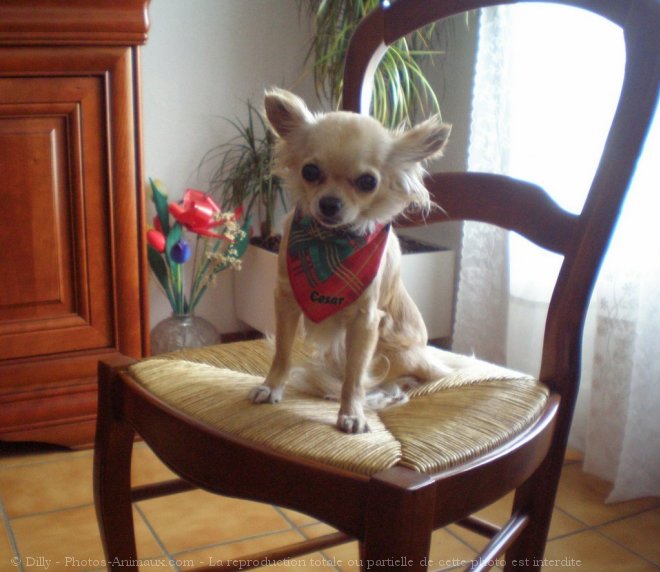 Photo de Chihuahua  poil long