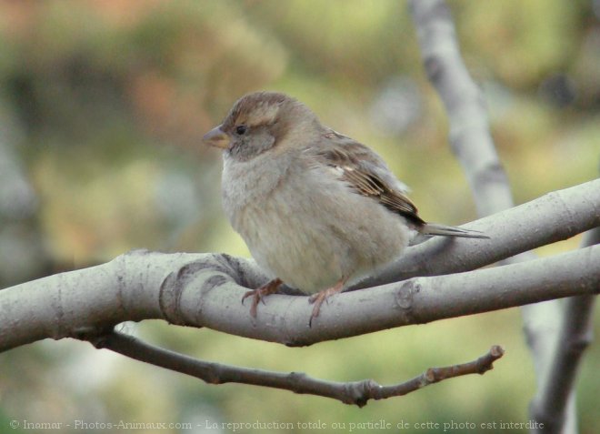 Photo de Moineau