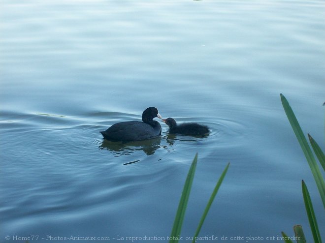 Photo de Foulque macroule