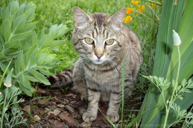 Photo de Chat domestique