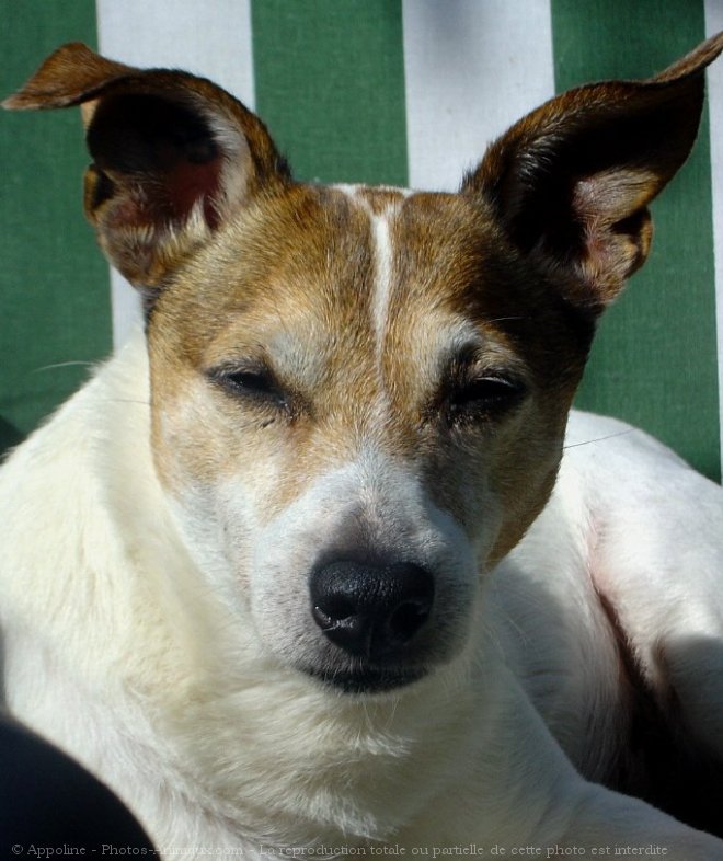 Photo de Jack russell terrier