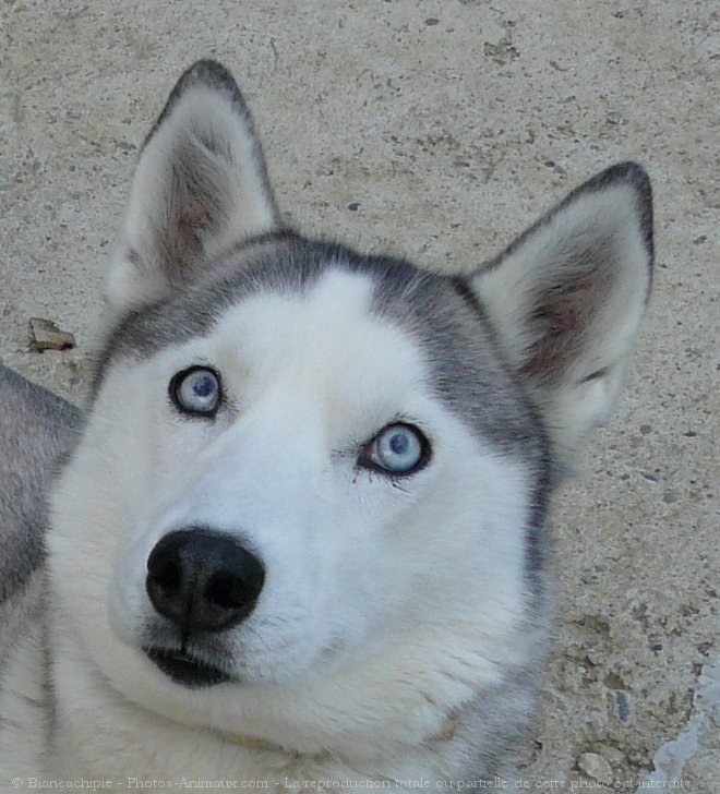 Photo de Husky siberien