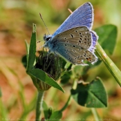 Photo de Papillon - le bel argus