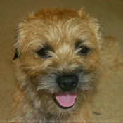 Photo de Border terrier