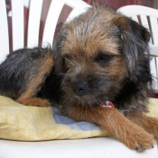 Photo de Border terrier