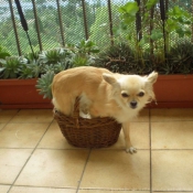 Photo de Chihuahua  poil long