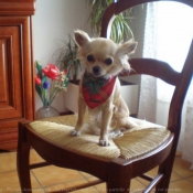 Photo de Chihuahua  poil long