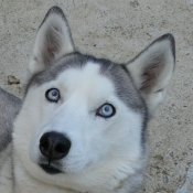 Photo de Husky siberien