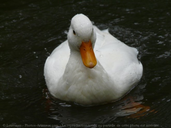 Photo de Canard