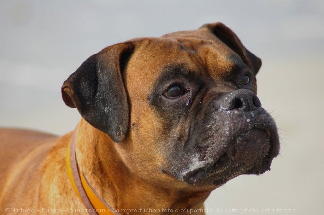 Photo de Boxer