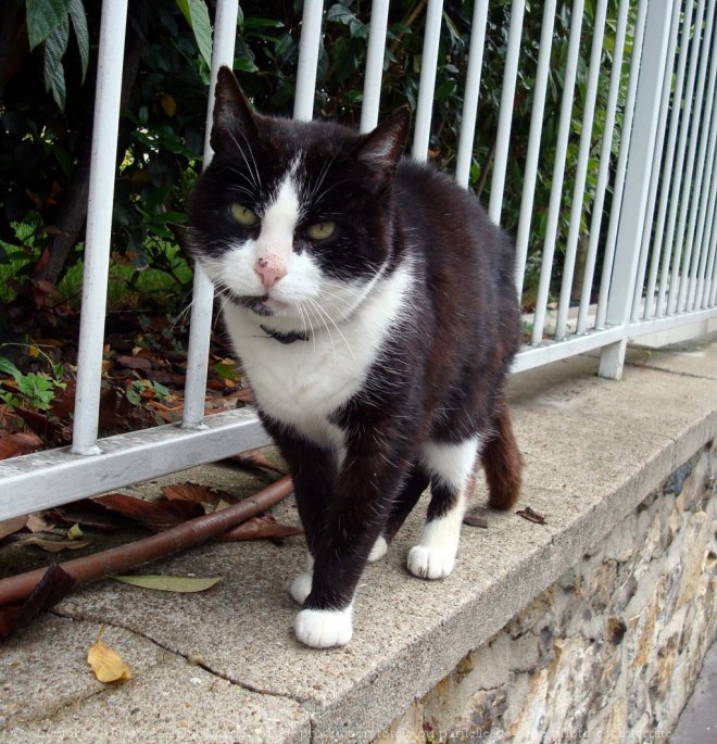 Photo de Chat domestique