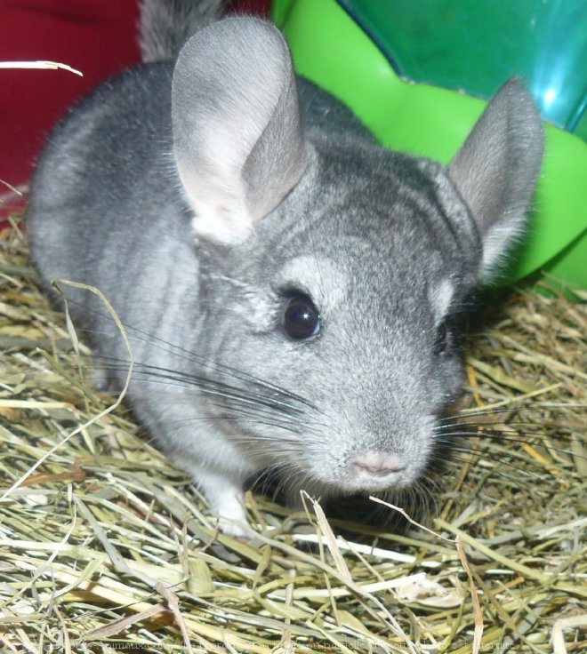 Photo de Chinchilla