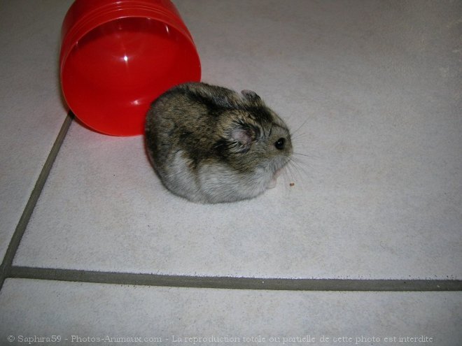 Photo de Hamster