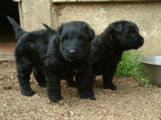 Photo de Bouvier des flandres