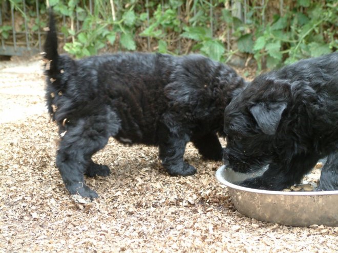 Photo de Bouvier des flandres