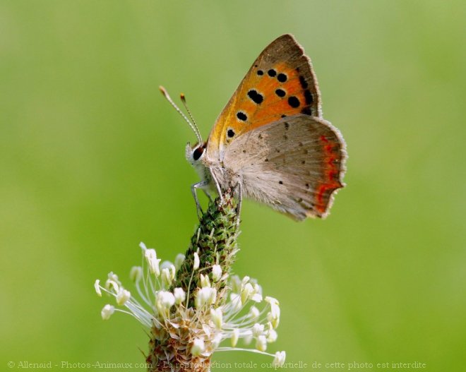 Photo de Papillon