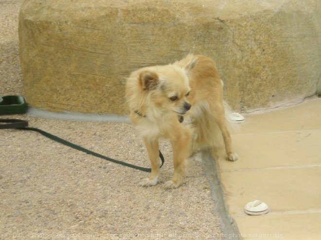 Photo de Chihuahua  poil long