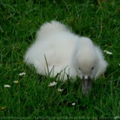 Photo de Cygne