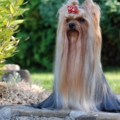 Photo de Yorkshire terrier