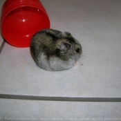 Photo de Hamster