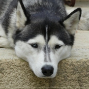 Photo de Husky siberien